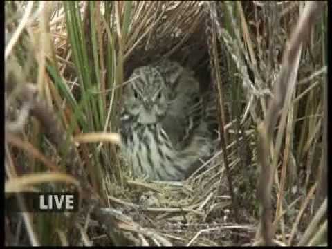 Bbc Springwatch 2013 Episode 4 Youtube