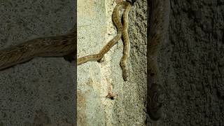 🐍சுவர் மேல் ஓலைப் paambu- Streaked kukri snake on wall #snake #tamil #tamilnadu #wildlife #nature