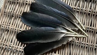 Black feathers meaning/peaceful soul 🙏🙏☺️🧚