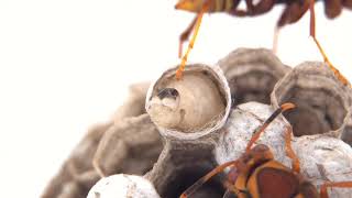 Wasp larvae building cocoon / Larva de avispa construyendo su capullo