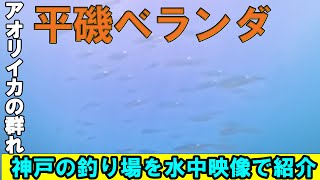 【水中映像】神戸・平磯ベランダの釣り場を徹底解説！イカ狙いにお勧め！