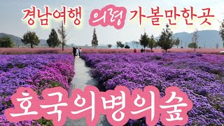 의령 댑싸리 축제 호국의병의숲 경남 꽃축제   가볼만한곳(댑싸리, 핑크뮬리, 아스타국화, 코스모스)