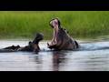 On Safari. Game driving 11.Searching for hippos. Okavango, Botswana