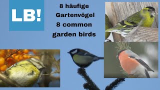 8 häufige Gartenvögel 8 common garden birds