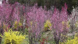 花やしき公園[福島市飯野町]・4月7日,2018年