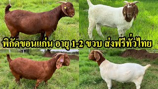 เปิดแบ่ง 4 แม่ท้องนะครับ ประกันท้องและรับซื้อลูกคืนทั้ง 4 แม่ครับ  สนใจโทร 089-417-9359 #น็อตชาวไร่