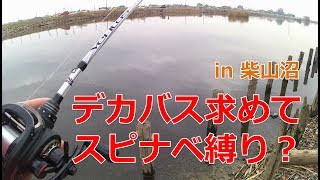 デカバス求めてスピナベ縛り？関東、埼玉の柴山沼へ！【バス釣り】