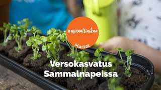 Kasvata versoja pienoiskasvihuoneessa