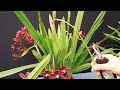 orquideas perfectas y con muchas flores como cuidar y hacer florecer orquÍdeas cymbidium