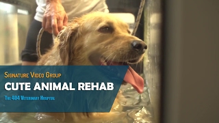 Cute Animals Rehab From Injuries - The 404