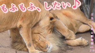 オリトのふかふかタテガミにもぐっちゃえ！イオできるかな？ライオン家族vol219@旭山動物園/A lion female who puts her face in a fluffy vertical