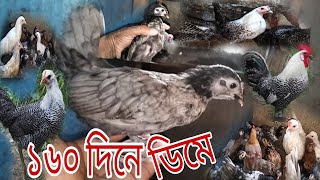 মহা কৌশল  ১৬০ দিনে শখের  মুরগি ডিমে চলে আসছে। মাশাআল্লাহ