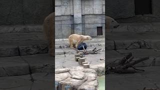 【札幌　円山動物園】貫禄あるシロクマ！