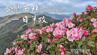 合歡西北 一日單攻、合歡北峰、合歡西峰、合歡山高山杜鵑、最新花況