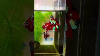 Red Galaxy hmpk Betta(1 pair)