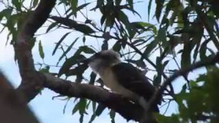 Kookaburra baby cackling and feeding