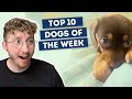 This Puppy Has Hiccups | Top 10 Dogs of the Week