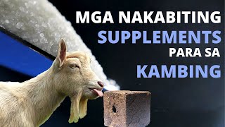 MINERAL SUPPLEMENTS FOR GOATS || GOAT FARMING