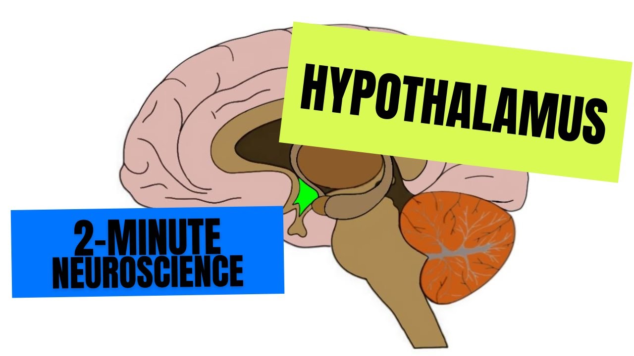 2 Minute Neuroscience Hypothalamus Youtube