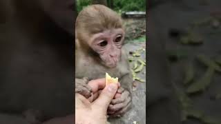 #feedingmonkey #babymonkey#MonkeyFight #FunnyMonkey #Feedingmonkey,#MonkeyZone #Monkeyvideo #shorts