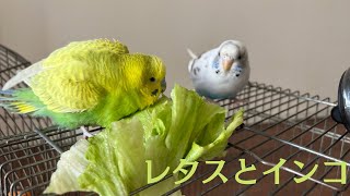 【全力でレタスを食べるインコ】セキセイインコ一家  #vlog #セキセイインコ