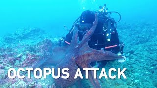 Massive octopus attacks diver, drags equipment through sea