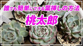 【多肉植物】誰でも簡単にできる葉挿し方法！桃太郎で練習する！