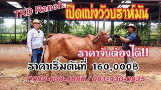 เปิดแบ่งวัวบราห์มันเลือดร้อยราคาเบาๆ เริ่มต้นที่160,000฿ สนใจโทร 092-638-4888/081-930-0935 พี่ดำ