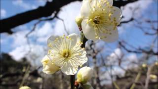 大阪城梅林公園　２０１３　（２）