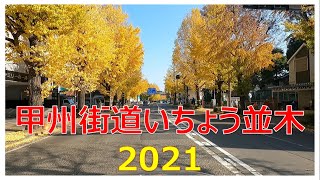 甲州街道イチョウ並木の紅葉　2021見頃の頃　Autumn leaves of ginkgo trees on Koshu-Kaido street 2021 best time to see