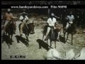 jamaican cowboys herding cattle 1950s film 96890