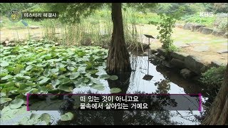 생활의 발견 - 물 위에 떠있는 나무가 있다?.20171101