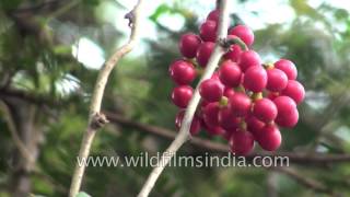 Tinospora cordifolia (Guduchi), a reservoir plant for therapeutic applications