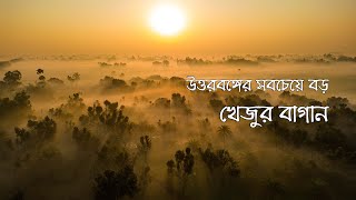 উত্তরবঙ্গের সবচেয়ে বড় খেজুর বাগান ll নারগুন খেজুর বাগান  ll Tarif The Traveller