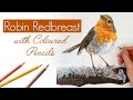 ROBIN REDBREAST DRAWING IN COLOURED PENCILS / DRAWING PROCESS