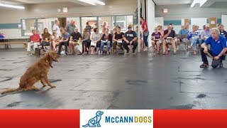 LIVE! Lesson 1 Dog Training Entertainment