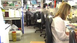 Finding the faulty BRAF gene - Cancer Research UK