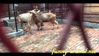 Goats fighting in zoo 动物园的山羊打架