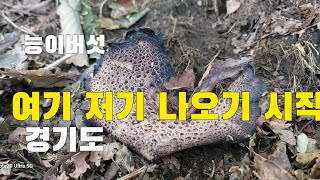 능이버섯  낙엽속에서 여기 저기 유생들이 올라고 있다 경기북부 2024년 10월 5일 능이버섯 현재 상황