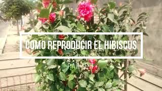 COMO REPRODUCIR EL HIBISCUS - METODO 1 - ENRAIZAMIENTO POR AGUA