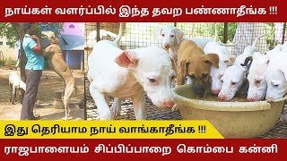 தரமான நாட்டு நாய் வளர்ப்பு🐕|| 🐕‍🦺இராஜபாளையம் நாய்கள் பண்ணை #dog  #puppy #rajapalayam#நாய்#purebreed