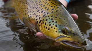 Out of the Depths - Understanding the Upper Grand Tailwater w/  Ian Troup