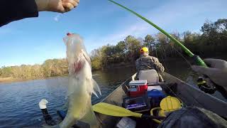 Catching Crappie on a Cold Windy beautiful Afternoon using the Livescope to find them.