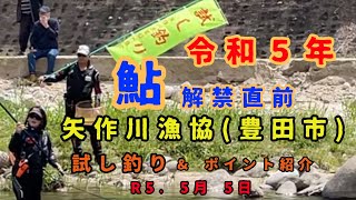 令和５年 鮎解禁直前『矢作川漁協(豊田市)』試し釣り\u0026ポイント紹介