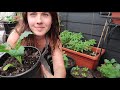 apartment veggie garden tour 🌿 self sufficiency in 2020