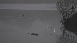 A lone North American Wood Duck swims through the fog where Beavers keep the water open and aerated