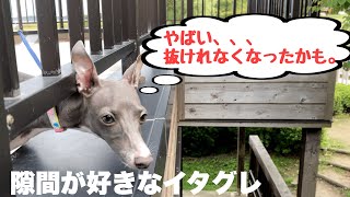 散歩中に見つけた隙間に首を突っ込んだら、、、【イタグレ】