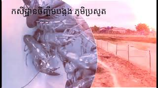 កសិដ្ឋានចិញ្ចឹមបង្កង ភូមិប្រសូតិ