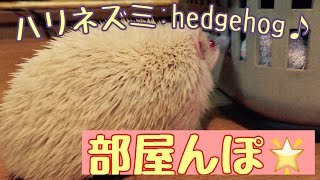 ハリネズミを部屋でお散歩させよう♪Pretty hedgehog