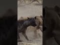 ضباع تحاول افتراس اسد hyenas trying to prey on a lion